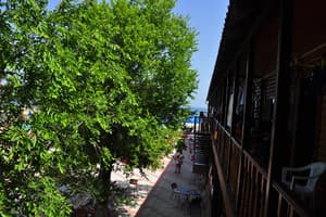 Дельфин на ст. Солнечной 23